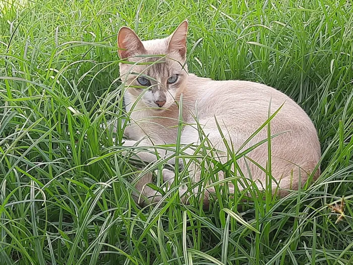 Gato ra a SRD-ViraLata idade 4 anos nome Miauzinho 