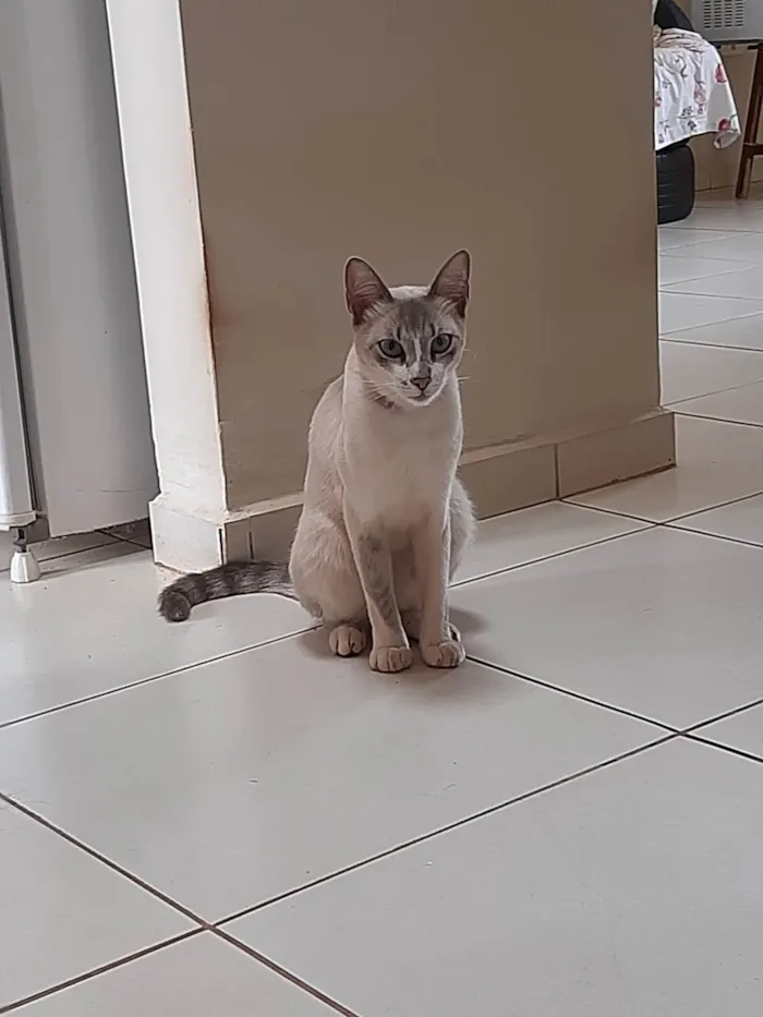 Gato ra a SRD-ViraLata idade 4 anos nome Miauzinho 