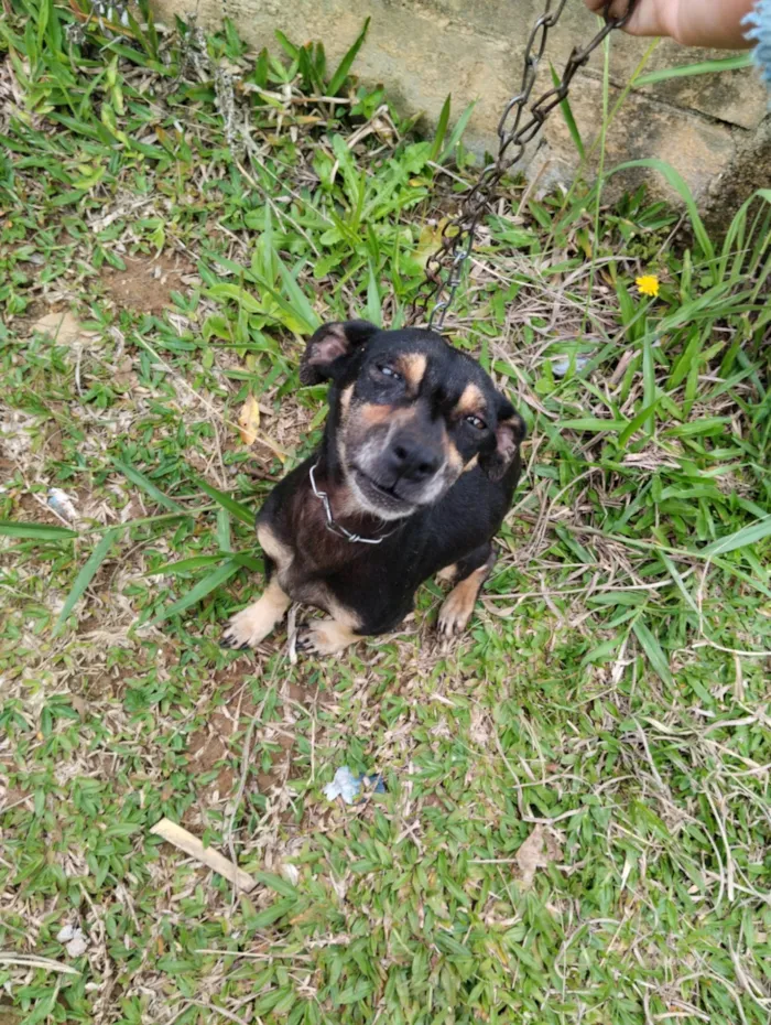 Cachorro ra a SRD-ViraLata idade 2 anos nome Lili 