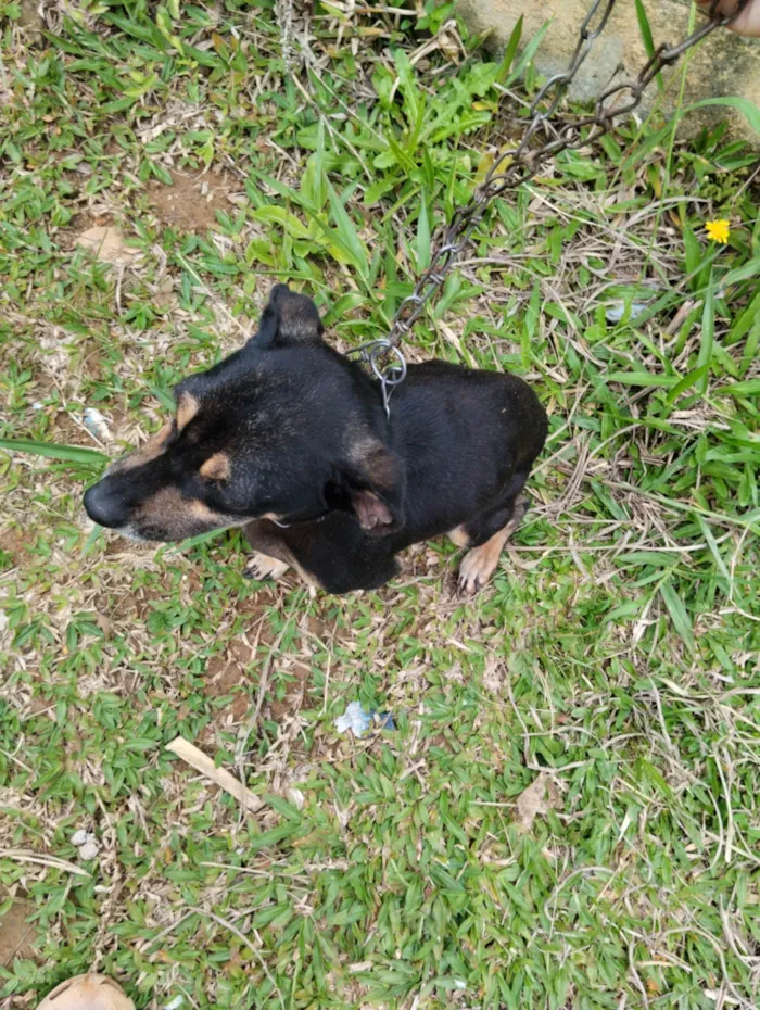 Cachorro ra a SRD-ViraLata idade 2 anos nome Lili 