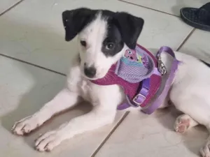 Cachorro raça SRD-ViraLata idade 2 a 6 meses nome Bela