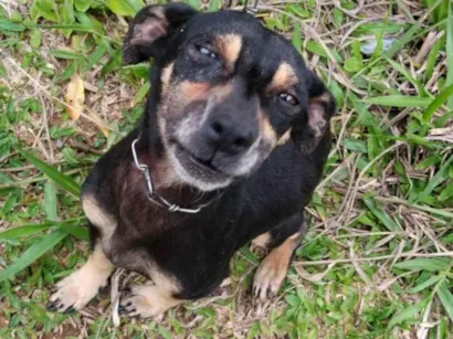 Cachorro raça SRD-ViraLata idade 2 anos nome Lili 