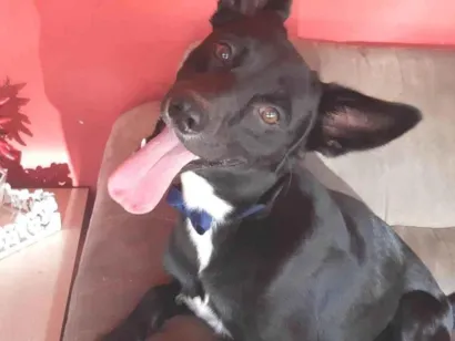 Cachorro raça SRD-ViraLata idade 3 anos nome Mike