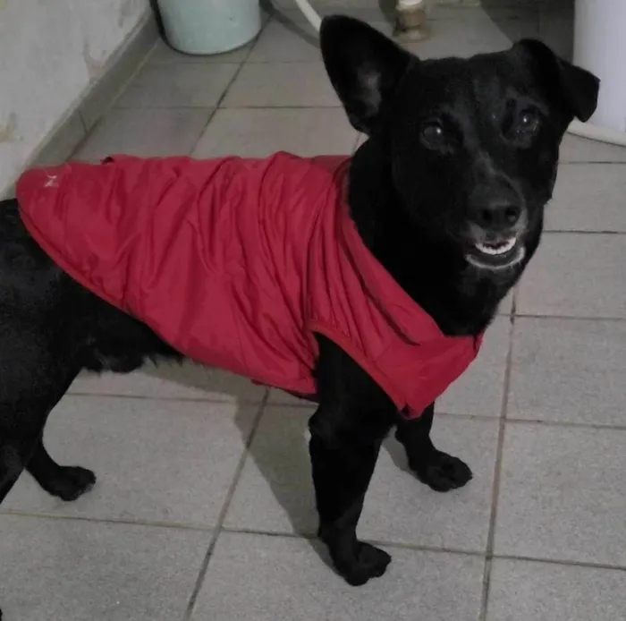 Cachorro ra a SRD-ViraLata idade 2 anos nome Farofa