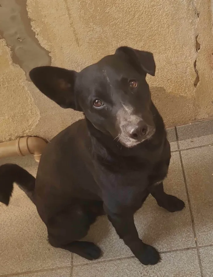 Cachorro ra a SRD-ViraLata idade 2 anos nome Farofa