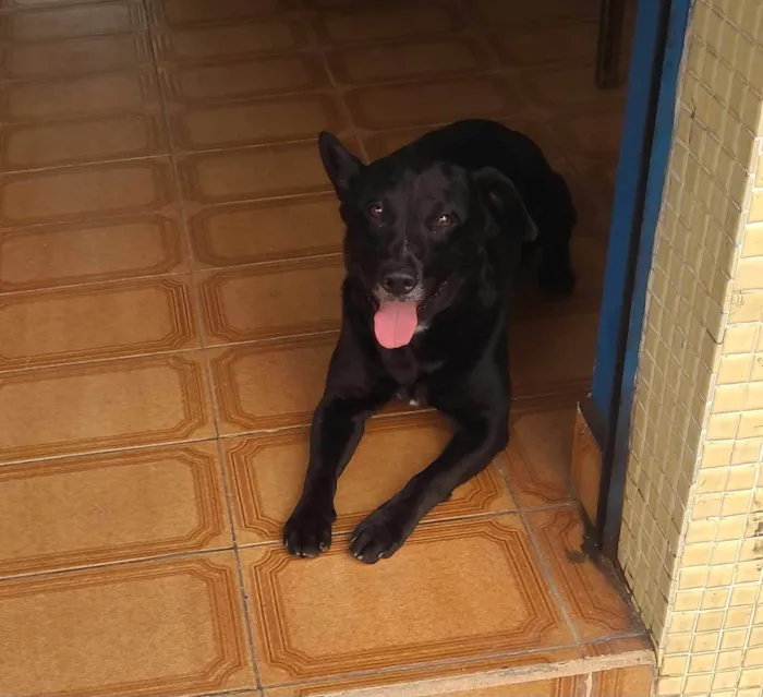 Cachorro ra a SRD-ViraLata idade 2 anos nome Farofa