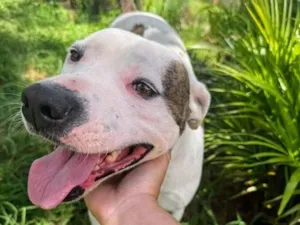 Cachorro raça Pit-Bull idade 2 anos nome Theo 