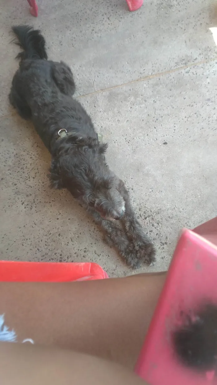 Cachorro ra a Poodle idade 6 ou mais anos nome Henrique