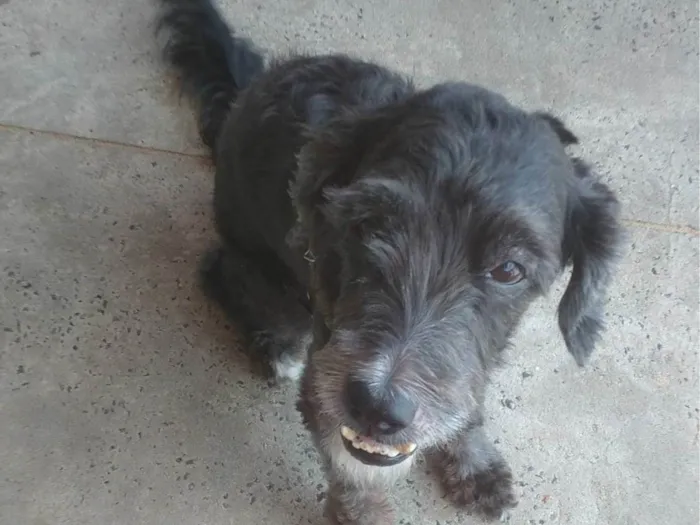 Cachorro ra a Poodle idade 6 ou mais anos nome Henrique