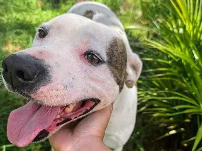 Cachorro ra a Pit-Bull idade 2 anos nome Theo 