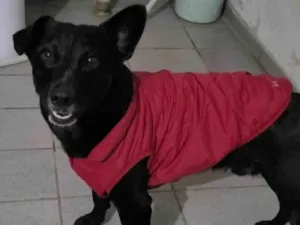 Cachorro raça SRD-ViraLata idade 2 anos nome Farofa