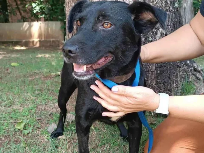 Cachorro ra a SRD-ViraLata idade 3 anos nome Ipanema 