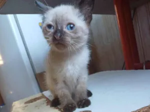 Gato raça Siamês idade Abaixo de 2 meses nome Siames adocao