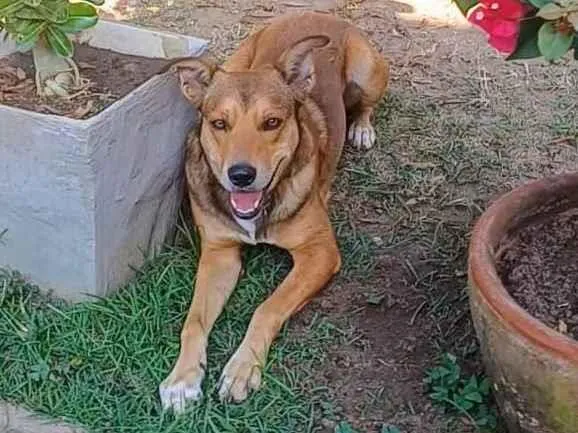 Cachorro ra a SRD-ViraLata idade 4 anos nome Marley 