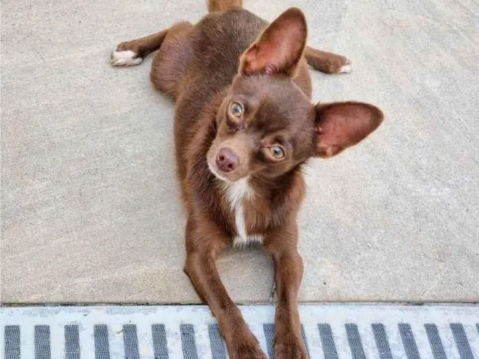 Cachorro ra a Pinscher idade 2 anos nome Chihuahua