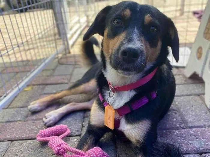 Cachorro ra a SRD-ViraLata idade 2 anos nome Bolinha 