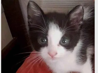 Gato raça SRD-ViraLata idade Abaixo de 2 meses nome Verônica 