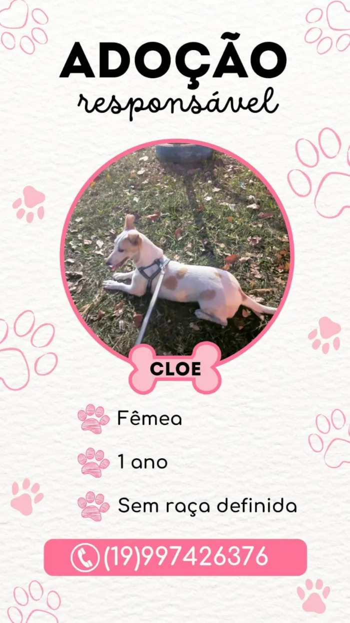 Cachorro ra a SRD-ViraLata idade 1 ano nome cloe lima 