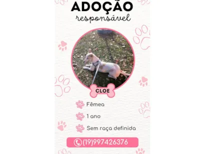 Cachorro raça SRD-ViraLata idade 1 ano nome cloe lima 