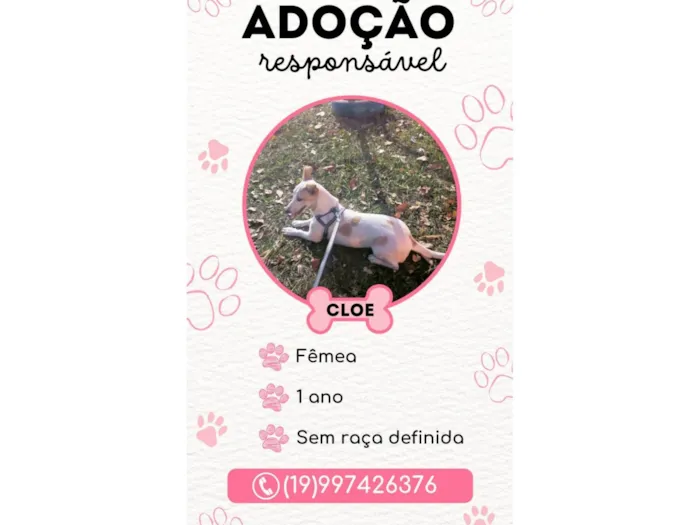 Cachorro ra a SRD-ViraLata idade 1 ano nome cloe lima 