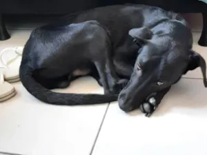 Cachorro raça SRD-ViraLata idade 1 ano nome Robin