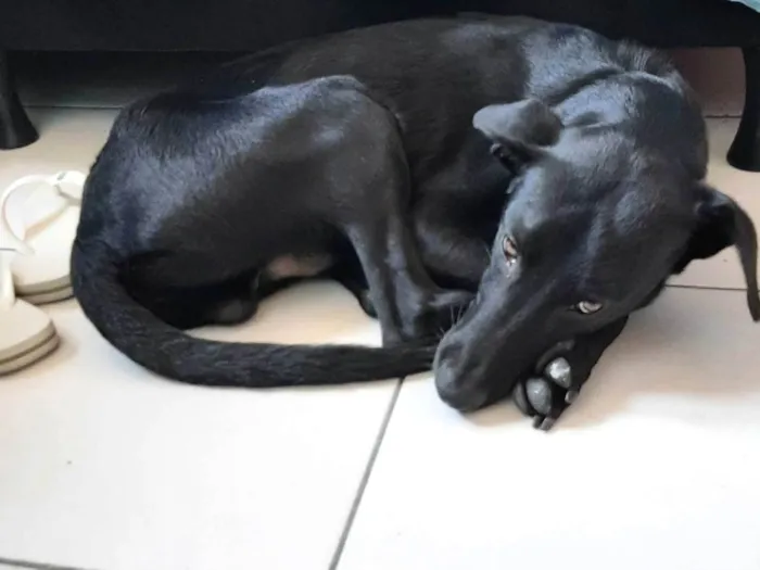 Cachorro ra a SRD-ViraLata idade 1 ano nome Robin