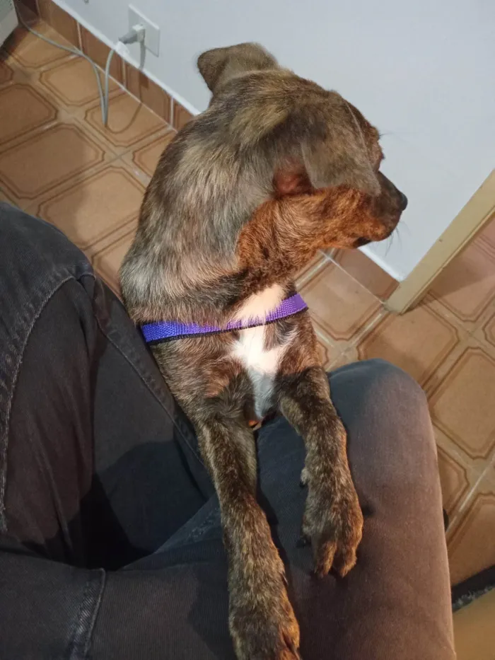 Cachorro ra a SRD-ViraLata idade 1 ano nome Mel