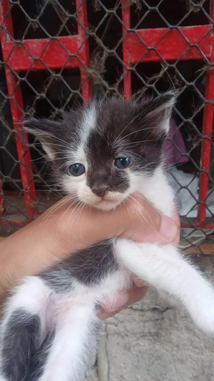 Gato ra a SRD-ViraLata idade Abaixo de 2 meses nome Simba