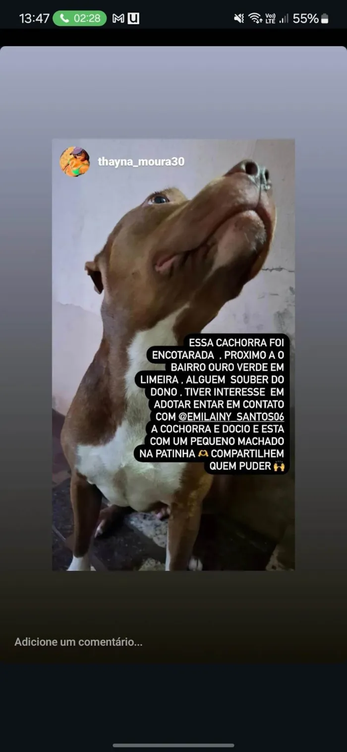 Cachorro ra a Pit-Bull idade 1 ano nome Atena