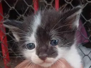 Gato raça SRD-ViraLata idade Abaixo de 2 meses nome Simba