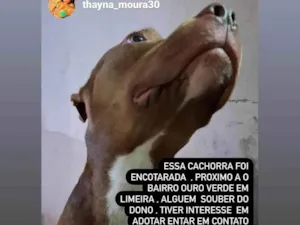 Cachorro raça Pit-Bull idade 1 ano nome Atena