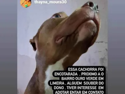 Cachorro raça Pit-Bull idade 1 ano nome Atena