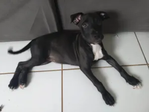 Cachorro raça SRD-ViraLata idade 2 a 6 meses nome Gala