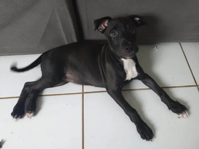 Cachorro ra a SRD-ViraLata idade 2 a 6 meses nome Gala