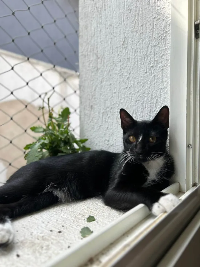 Gato ra a SRD-ViraLata idade 7 a 11 meses nome Chico