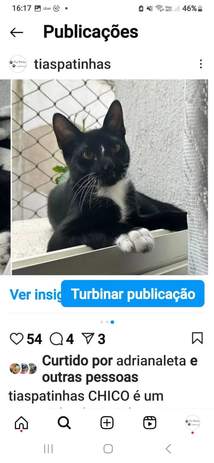 Gato ra a SRD-ViraLata idade 7 a 11 meses nome Chico