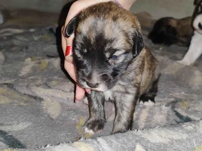 Cachorro ra a SRD-ViraLata idade 2 a 6 meses nome Machinho para adoção 