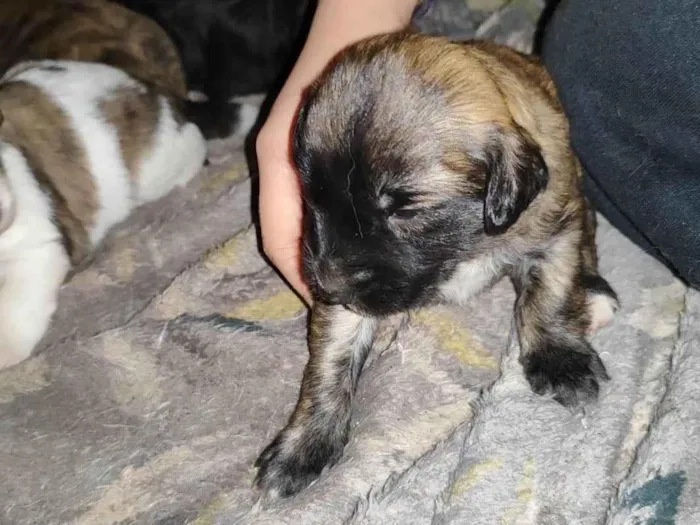 Cachorro ra a SRD-ViraLata idade Abaixo de 2 meses nome Fêmea marrom 