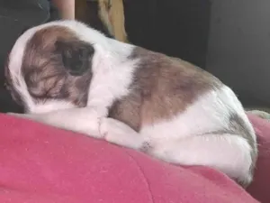 Cachorro raça SRD-ViraLata idade Abaixo de 2 meses nome Filhote macho branco 