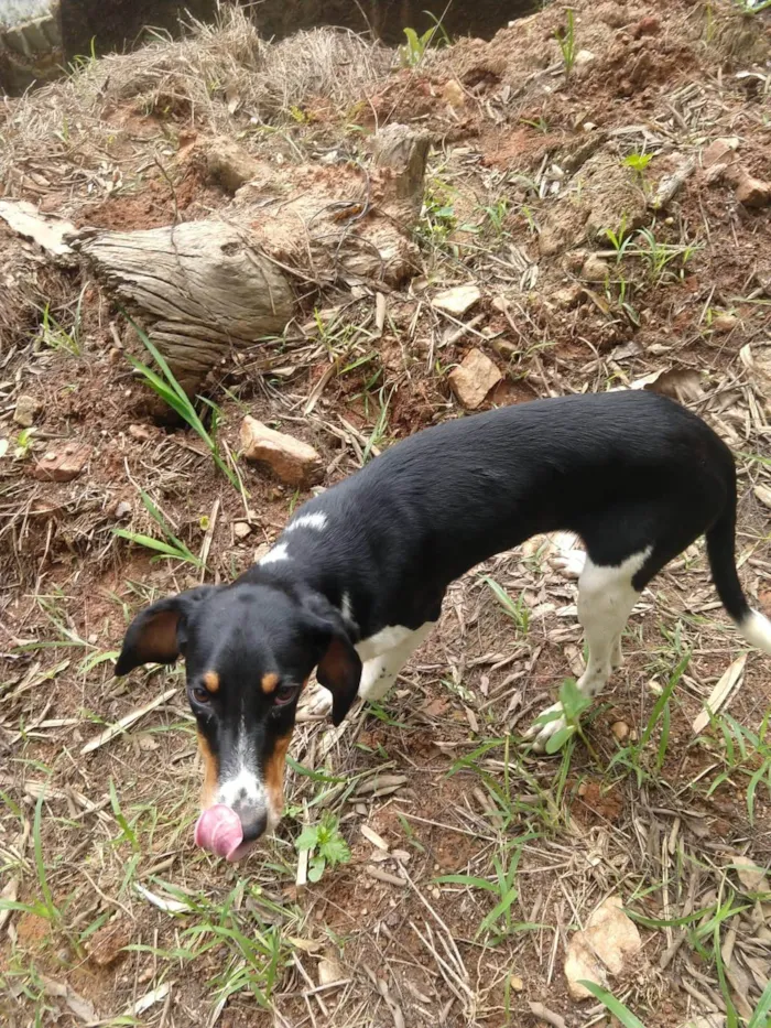 Cachorro ra a SRD-ViraLata idade 2 a 6 meses nome Não tem nome 