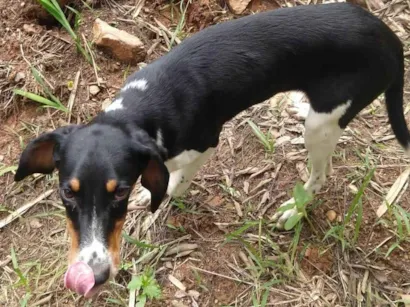 Cachorro raça SRD-ViraLata idade 2 a 6 meses nome Não tem nome 