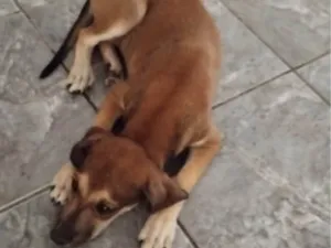 Cachorro raça SRD-ViraLata idade 2 a 6 meses nome Lua