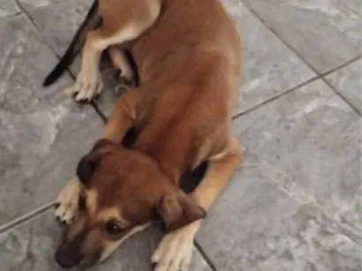Cachorro raça SRD-ViraLata idade 2 a 6 meses nome Lua