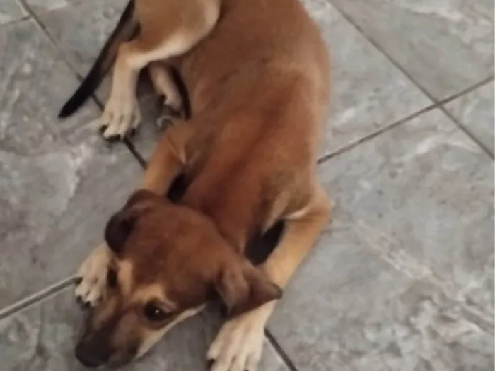 Cachorro ra a SRD-ViraLata idade 2 a 6 meses nome Lua