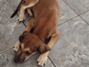 Cachorro raça SRD-ViraLata idade 2 a 6 meses nome Lua