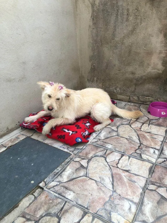 Cachorro ra a SRD-ViraLata idade 7 a 11 meses nome Kikita