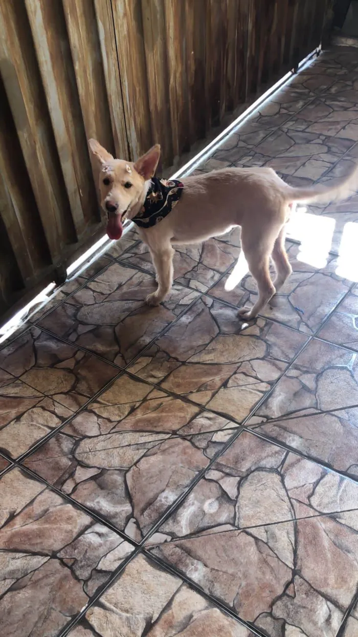 Cachorro ra a SRD-ViraLata idade 7 a 11 meses nome Kikita