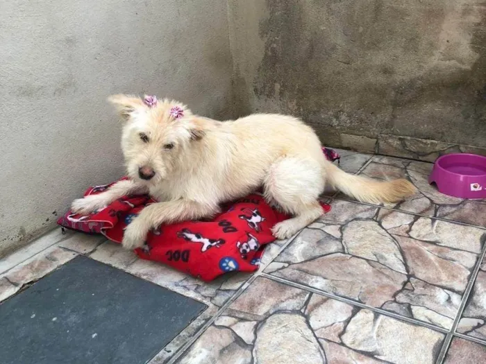 Cachorro ra a SRD-ViraLata idade 7 a 11 meses nome Kikita