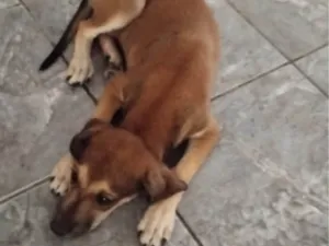 Cachorro raça SRD-ViraLata idade 2 a 6 meses nome Lua