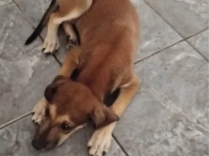Cachorro raça SRD-ViraLata idade 2 a 6 meses nome Lua
